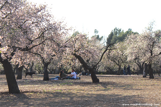 Quinta de los Molinos. Floración del almendro en Madrid.