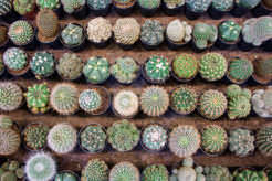 Cacto-Cacto. Cactus en Madrid de los que pinchan y los que no.